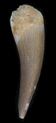 Fossil Plesiosaur Tooth - Morocco #39813